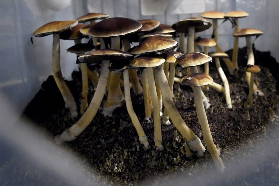 Canadian patients allowed to use psychedelic mushrooms