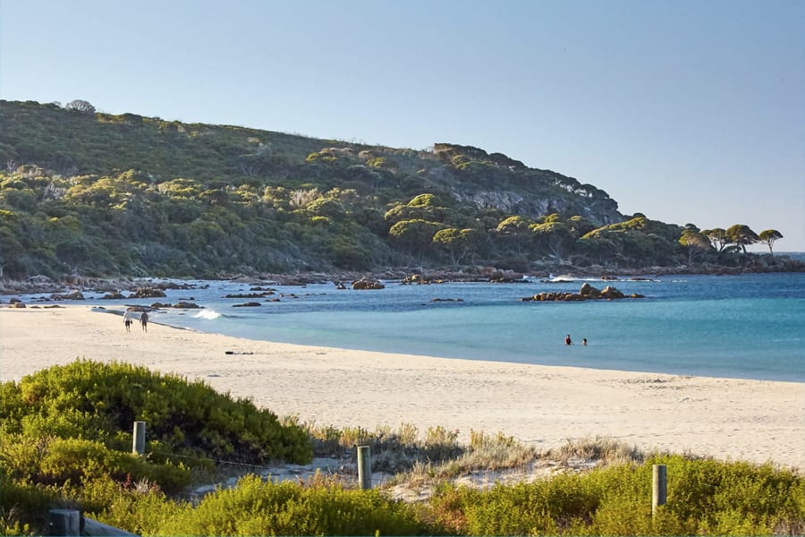 Surfer Great White Shark 4